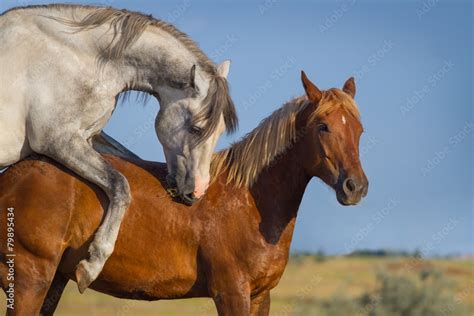 horse mating|World Wildlife